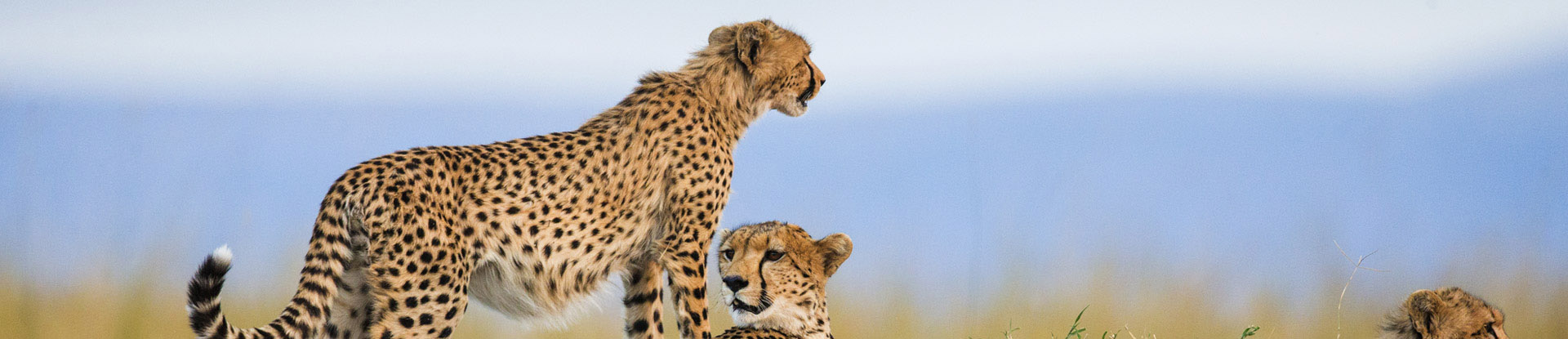 tanzania-safari-adventure