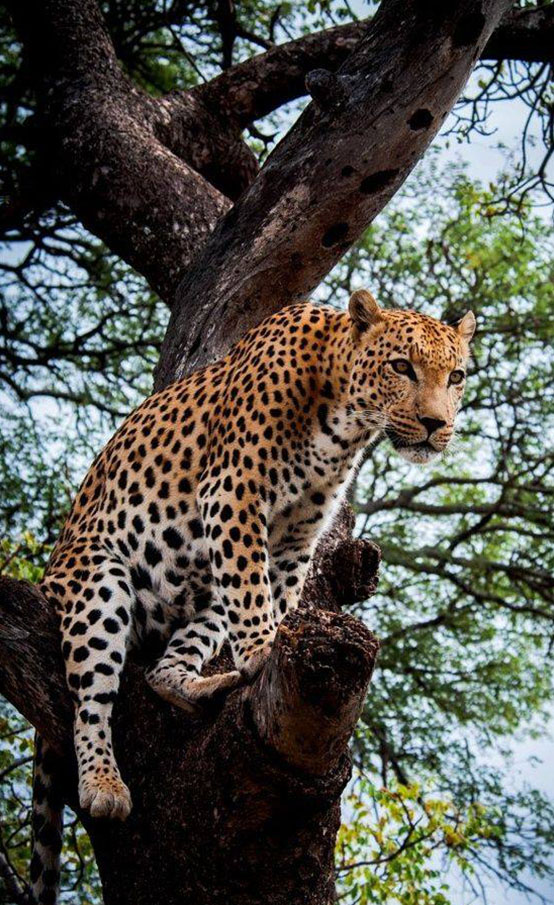 tanzania-safari-adventure